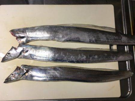 南芦屋浜タチウオ