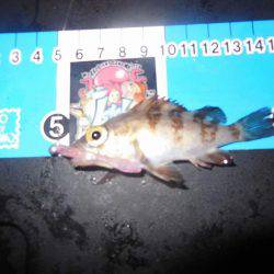 翌晩のプラクティスに試し釣り♪