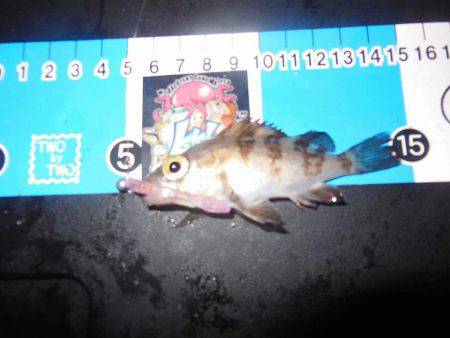 翌晩のプラクティスに試し釣り♪