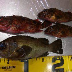 ロックフィッシュ調査