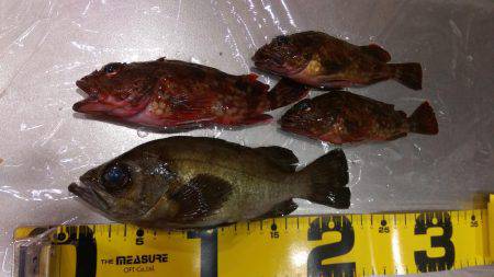 ロックフィッシュ調査