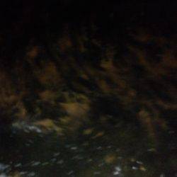 ロックフィッシュ調査