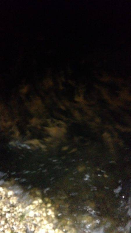 ロックフィッシュ調査