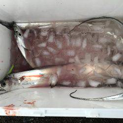 まだおったんか〜い