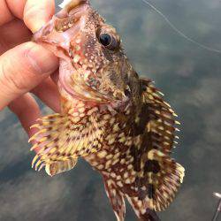 ライトロック!!!