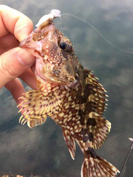 ライトロック!!!