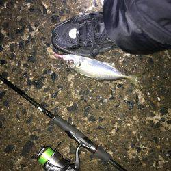 久しぶりにライト