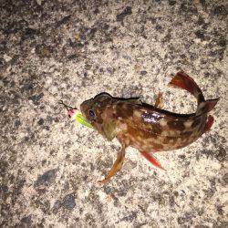 ガシラを何て言うのだろう？