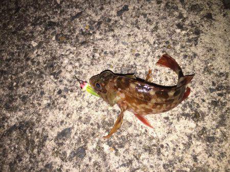 ガシラを何て言うのだろう？