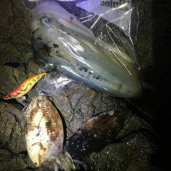 強行！短時間ぼっちエギング