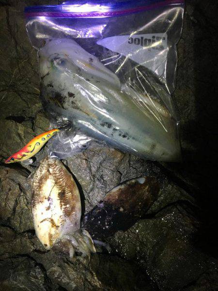 強行！短時間ぼっちエギング