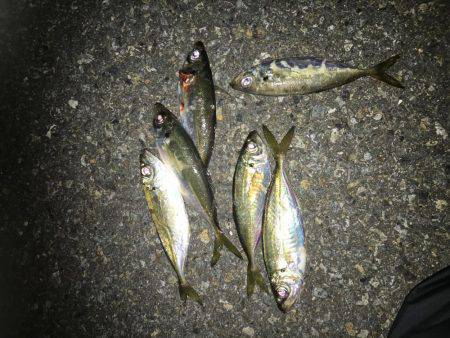 釣れてからも勝負です