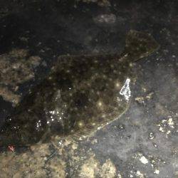 五目釣り達成❗️