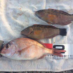 狙え!お正月用の真鯛 at 垂水一文字(兼 投げ練7日目)