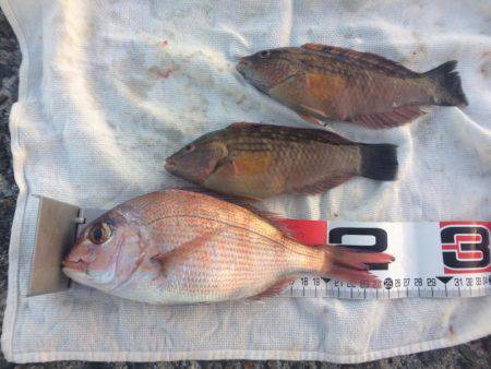 狙え!お正月用の真鯛 at 垂水一文字(兼 投げ練7日目)