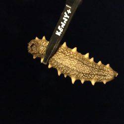 これぞライトゲーム。