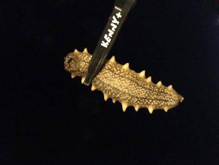 これぞライトゲーム。