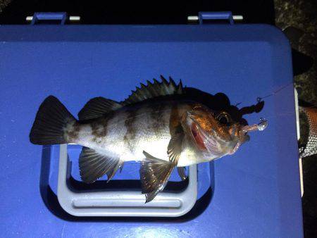 アジングまだいける