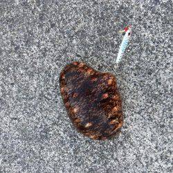 スーパーライトショアジギング