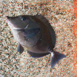 ロックショアジギング