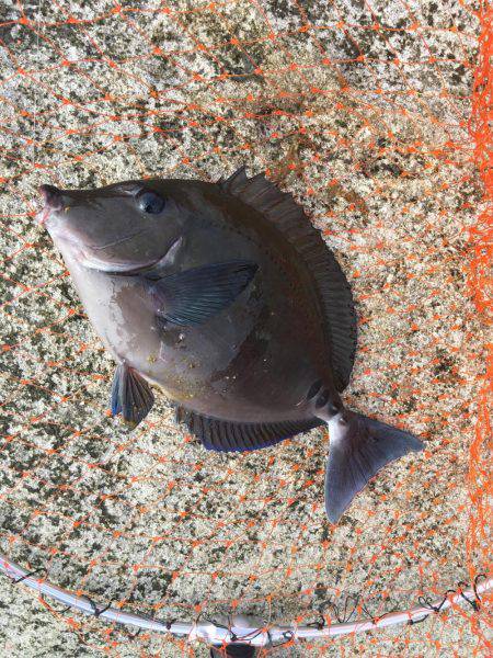 ロックショアジギング