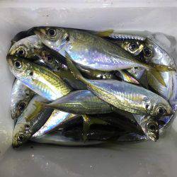 アジング時々タチウオ