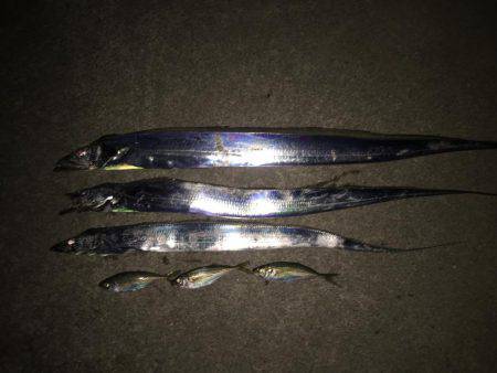 タチウオまだまだいける