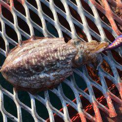 アオリイカではないけど…大きいコウイカ