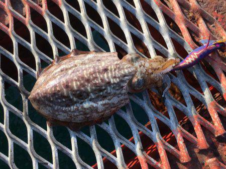 アオリイカではないけど…大きいコウイカ