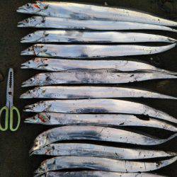 徳島県阿南市の那賀川河口、ブリ＆タチウオ