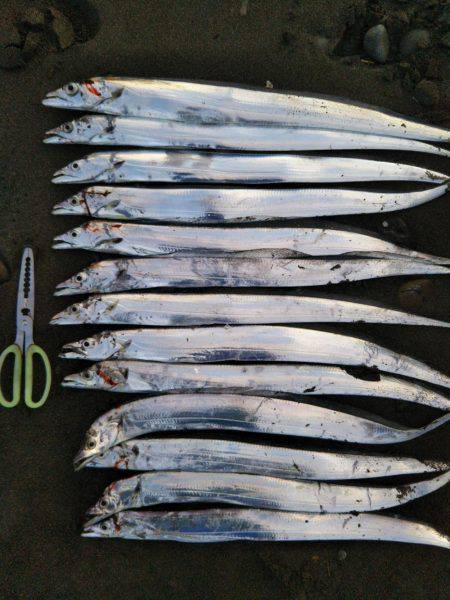 徳島県阿南市の那賀川河口、ブリ＆タチウオ