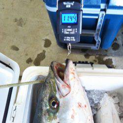 阿南市の那賀川河口でブリ＆タチウオ