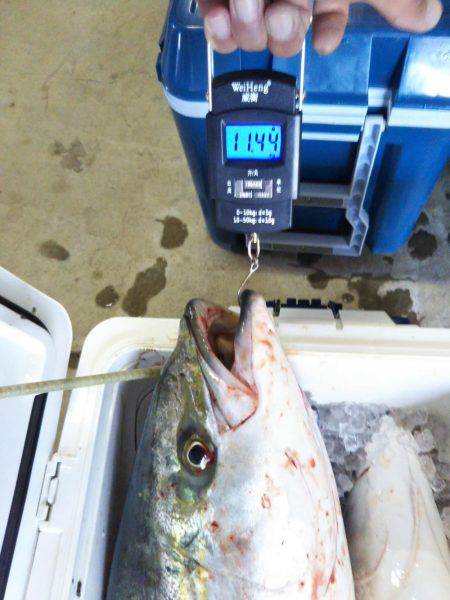 阿南市の那賀川河口でブリ＆タチウオ