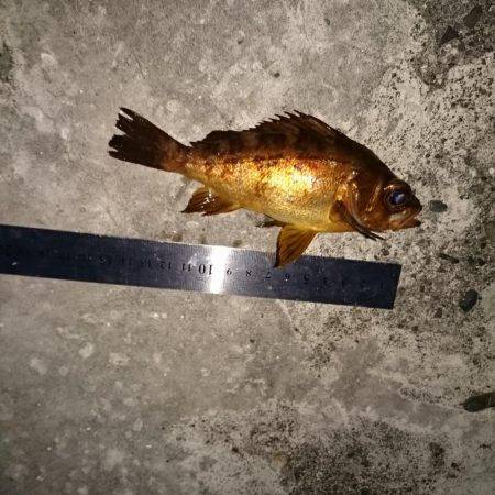 【西大分赤灯台】漁港内側を探り探り、地合を見極めに。