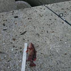 早起きしたから6時~8時でロックフイッシュ