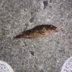 全然だめです。