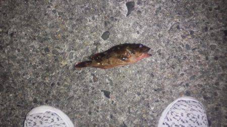 全然だめです。