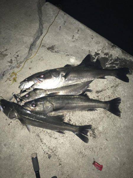 産卵前シーバスパターン