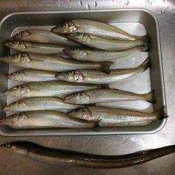 播磨新島で投げ釣り