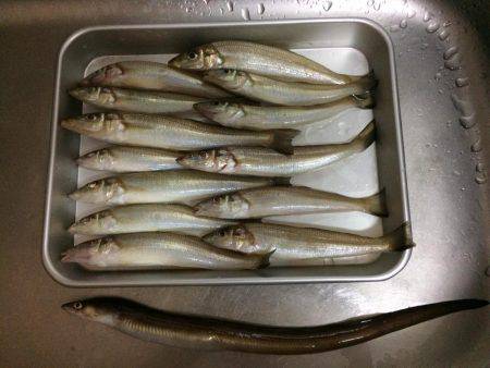 播磨新島で投げ釣り