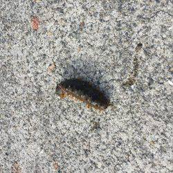 色々釣れました