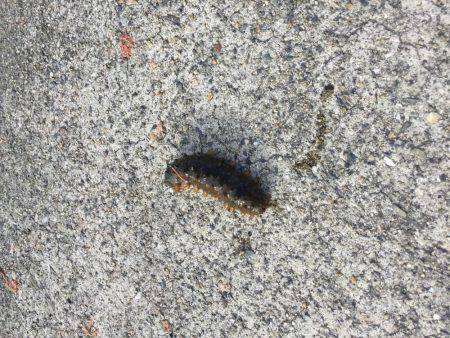 色々釣れました