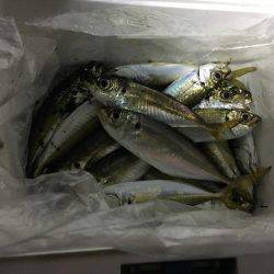 ジャンボアジを求めて