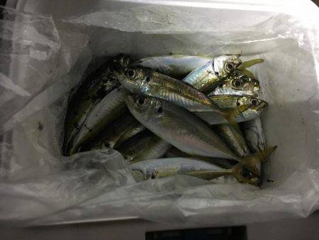 ジャンボアジを求めて