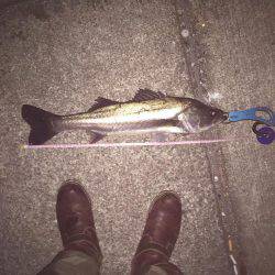 年末マイワシパターン炸裂