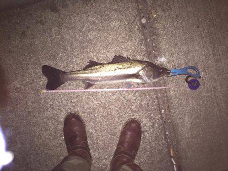 年末マイワシパターン炸裂