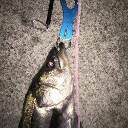 シーバス釣り納め