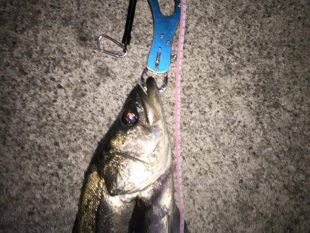 シーバス釣り納め