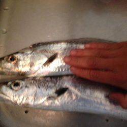 タチウオのみー