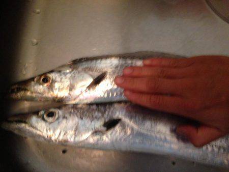 タチウオのみー